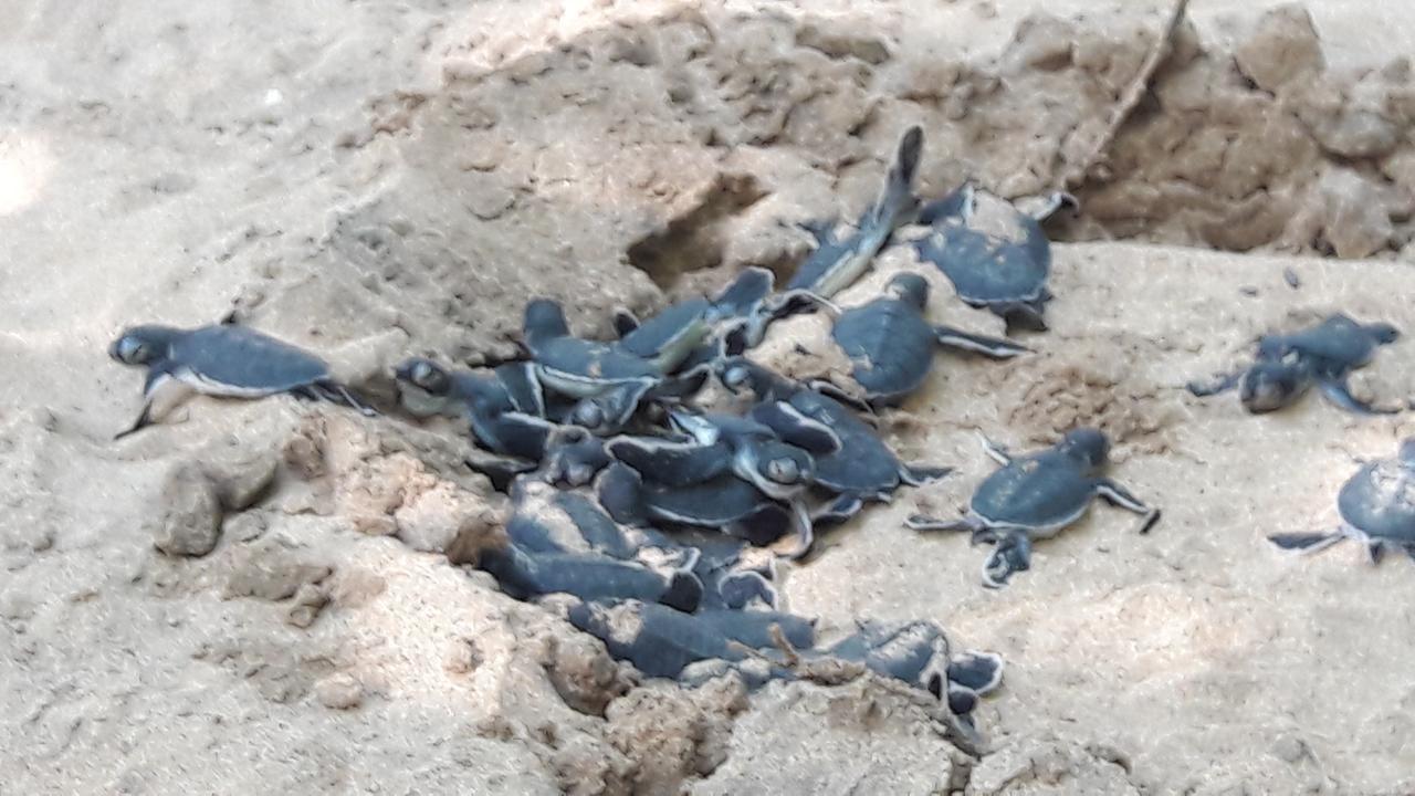 אהונגלה Leatherback Beach Villa מראה חיצוני תמונה