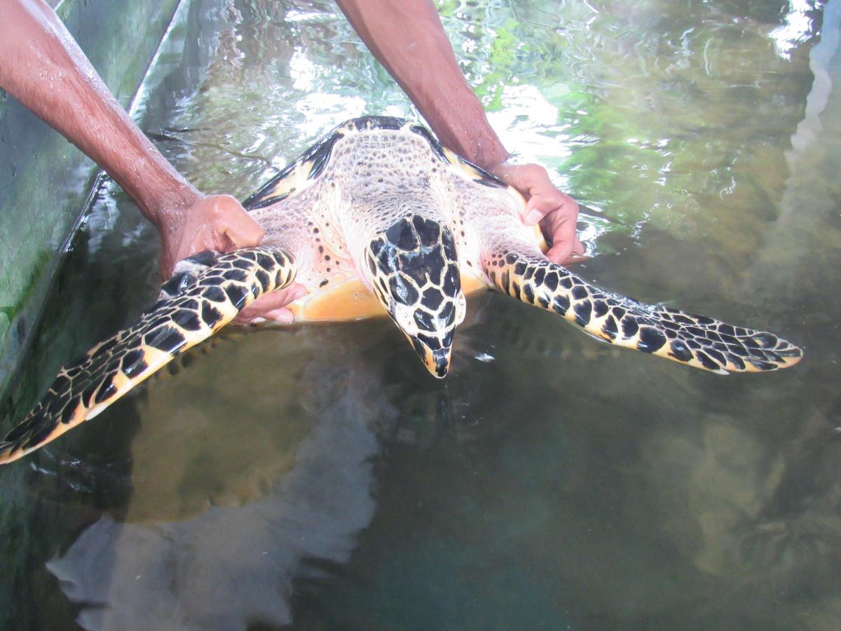 אהונגלה Leatherback Beach Villa מראה חיצוני תמונה