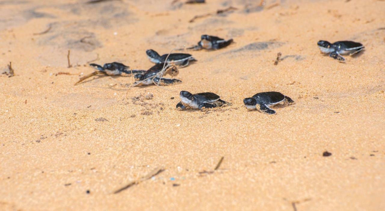 אהונגלה Leatherback Beach Villa מראה חיצוני תמונה