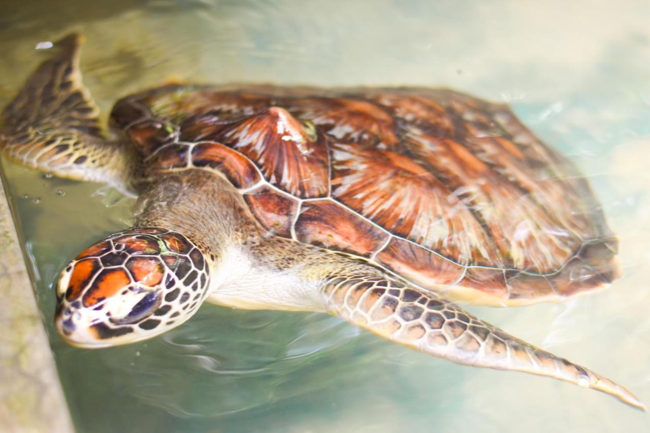 אהונגלה Leatherback Beach Villa מראה חיצוני תמונה
