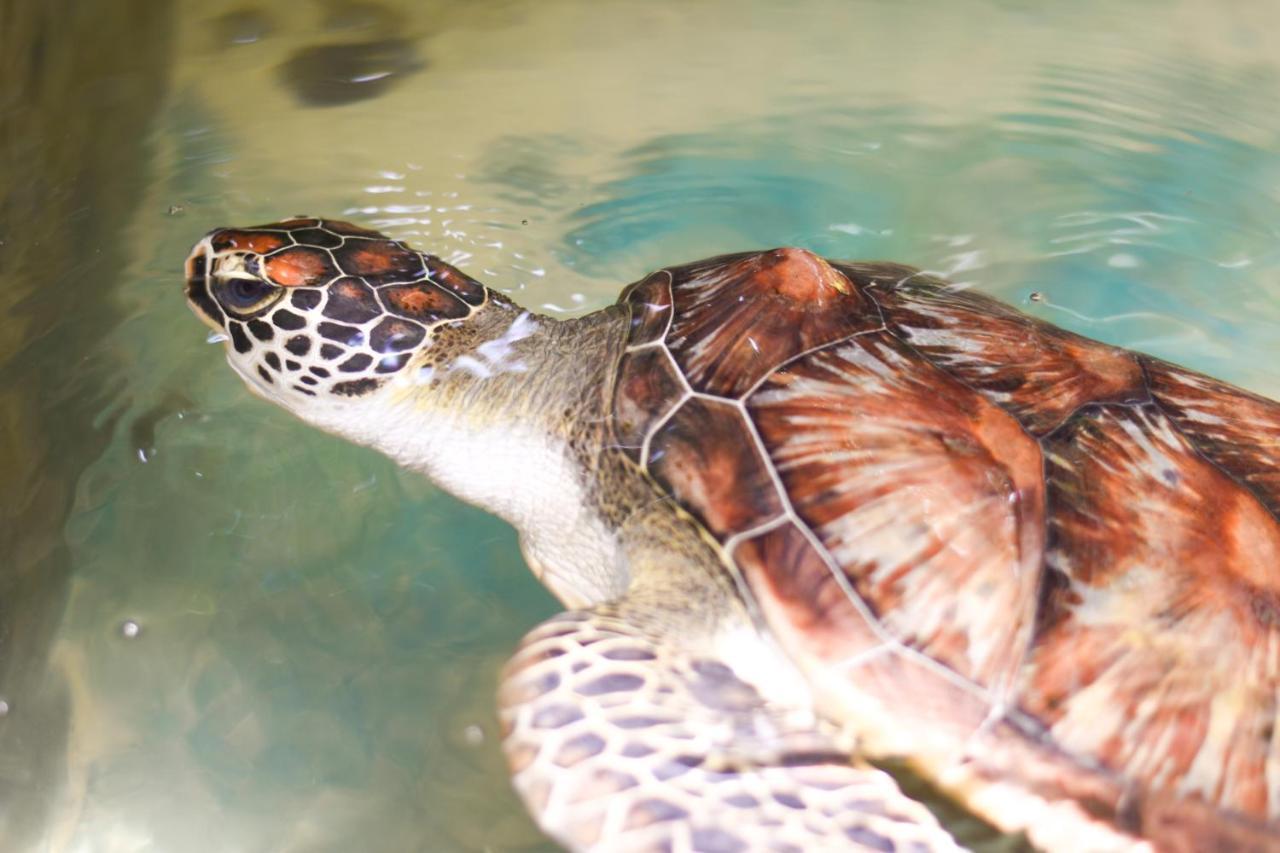 אהונגלה Leatherback Beach Villa מראה חיצוני תמונה