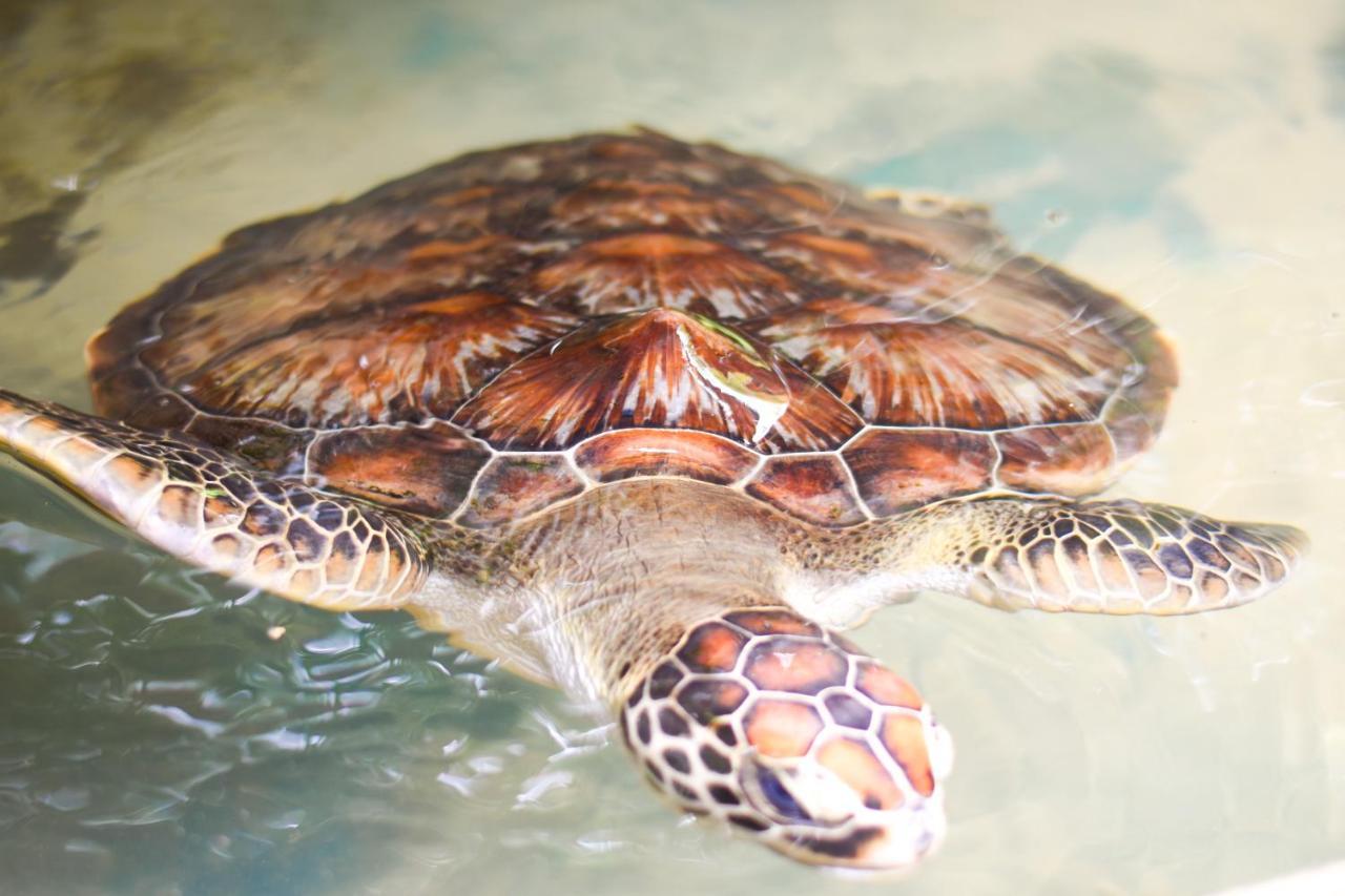 אהונגלה Leatherback Beach Villa מראה חיצוני תמונה